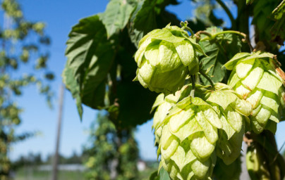 Hmelj (Humulus lupulus) Hmelj (Humulus lupulus)